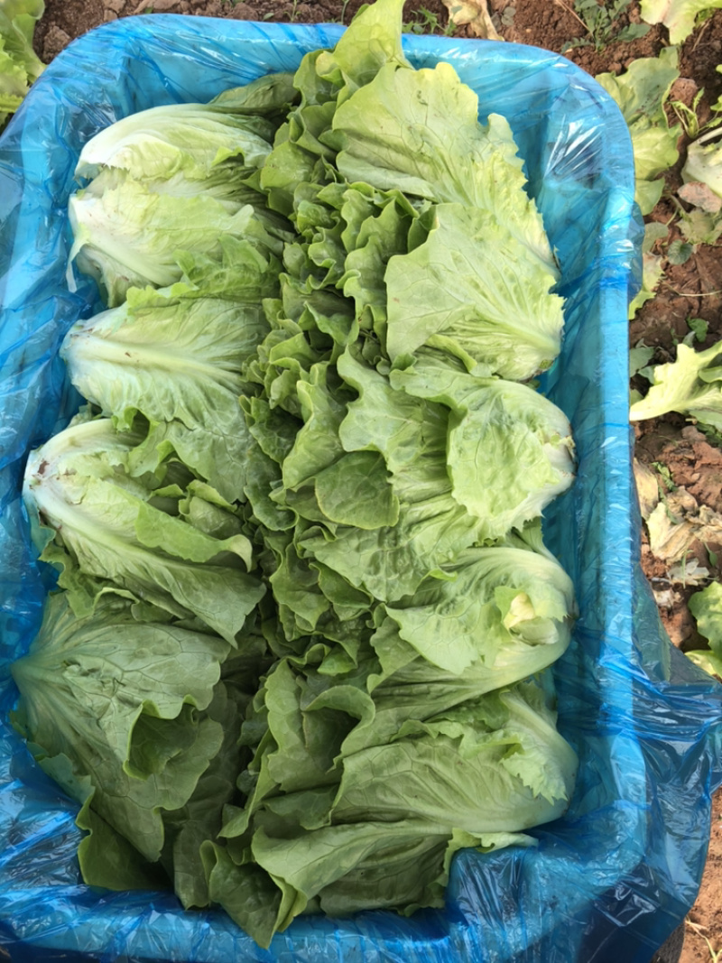 精品意大利生菜，质量好，可以长年供应