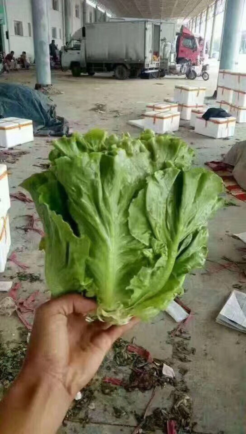 精品意大利生菜，质量好，可以长年供应