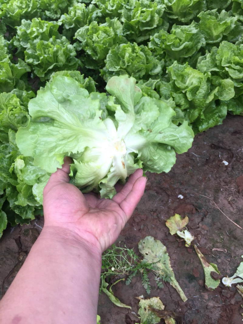 精品意大利生菜，质量好，可以长年供应