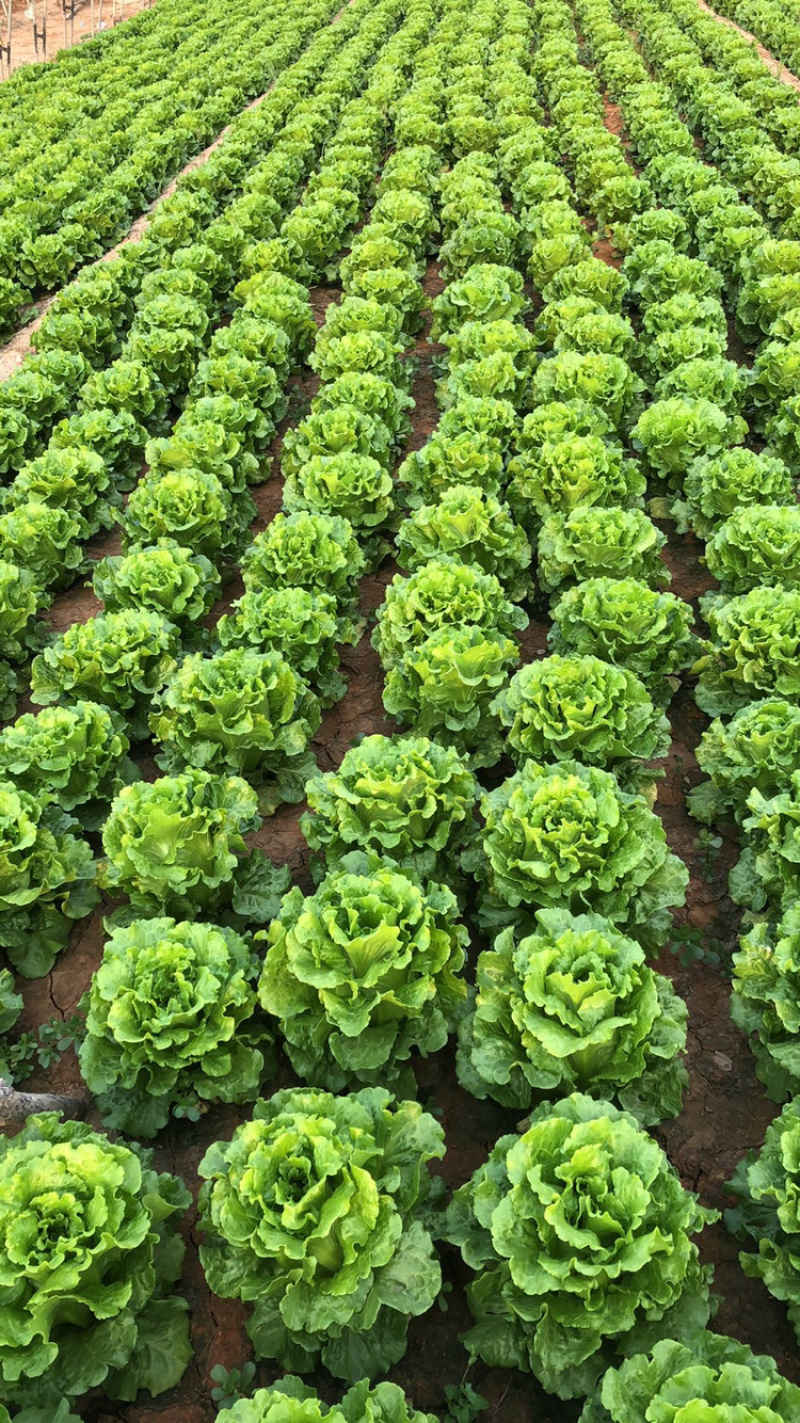精品意大利生菜，质量好，可以长年供应