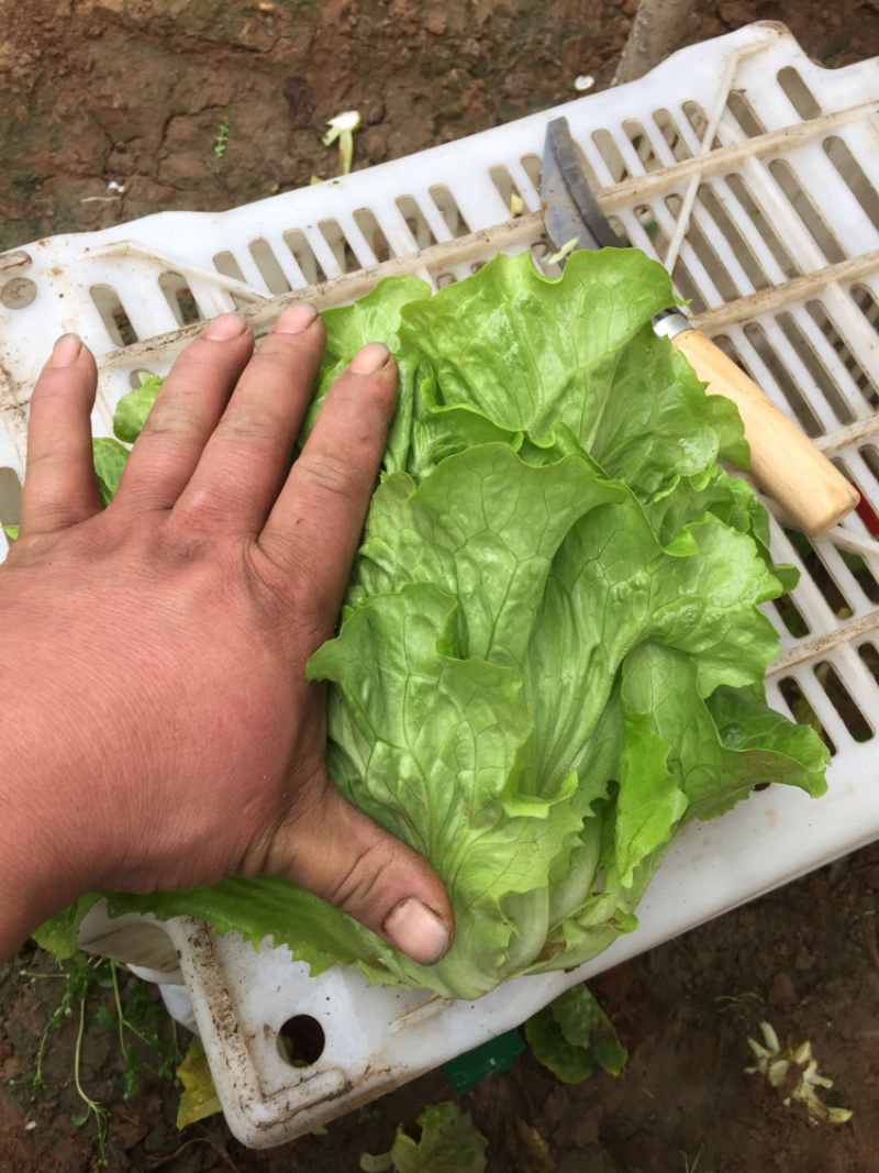 精品意大利生菜，质量好，可以长年供应