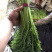 精品茼蒿菜，适合超市，各大蔬菜批发市场营销