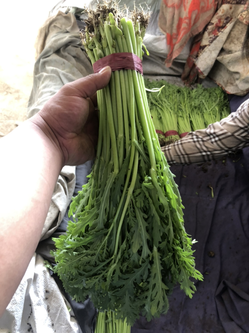 精品茼蒿菜，适合超市，各大蔬菜批发市场营销