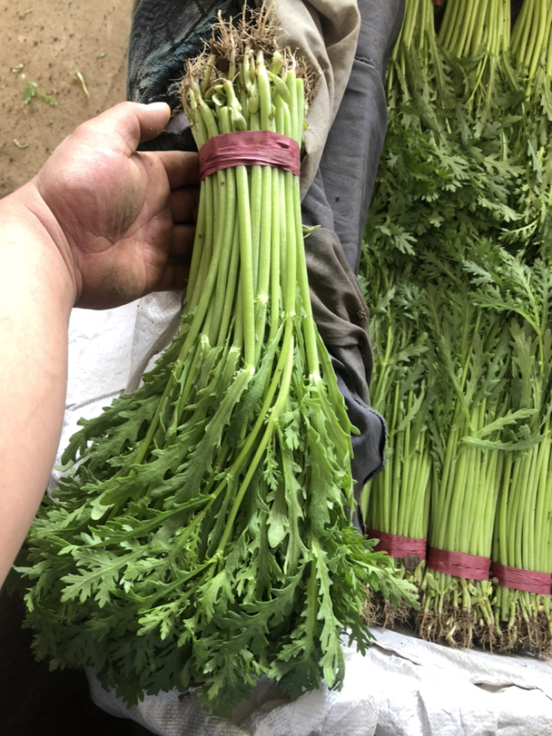 精品茼蒿菜，适合超市，各大蔬菜批发市场营销