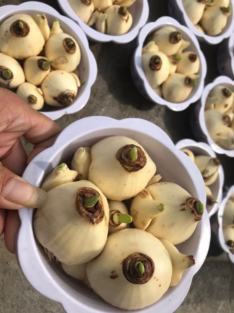 漳州水仙花，一手货源/量大价优/产地直发/欢迎下单