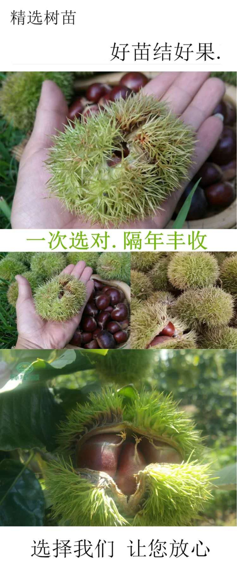 板栗苗嫁接地栽南北方种植3113旱丰当年结果特大果树栗子