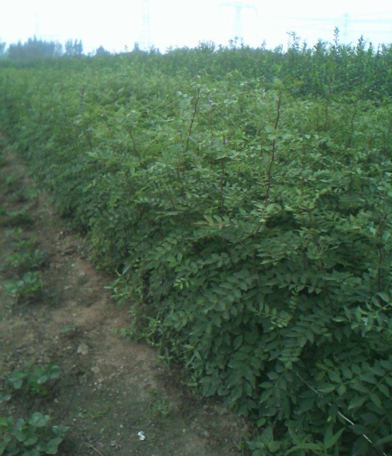 杏树种子，育苗专用，特定山杏种子，水洗凉干，挑选。