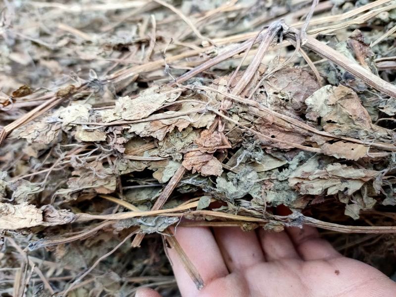 中药材中草药苦玄参，苦草有大货供应