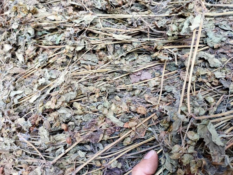 中药材中草药苦玄参，苦草有大货供应