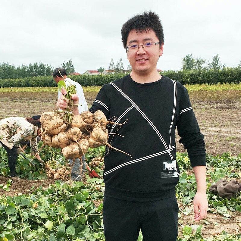新鲜凉薯沙葛白地瓜一件代发