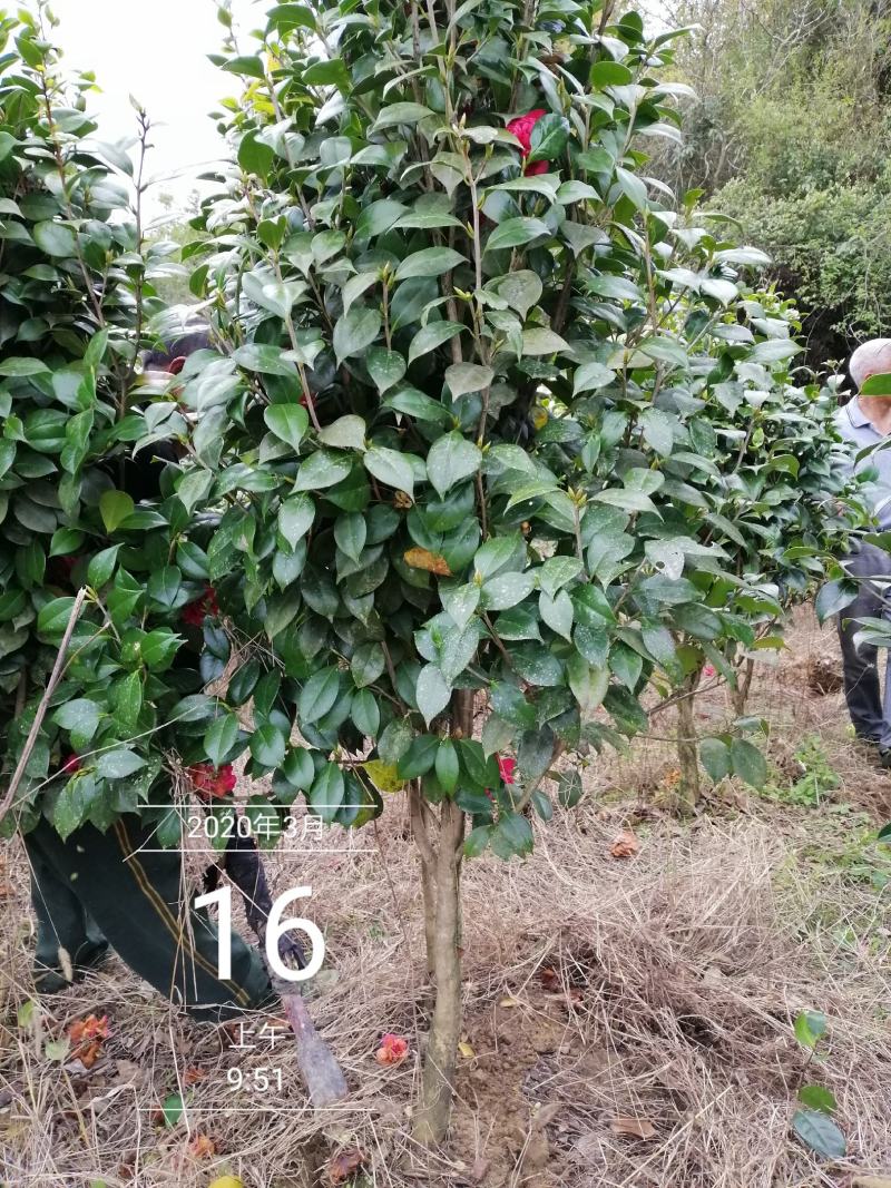 茶花球，茶花树，大茶花，山茶花，规格冠幅80c～150