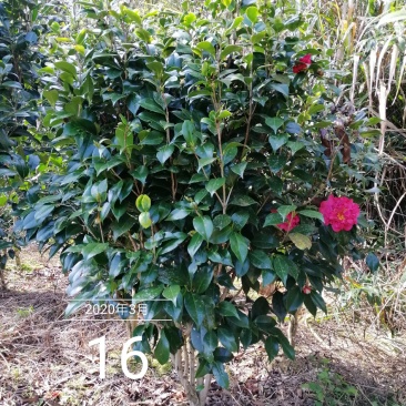茶花球，茶花树，大茶花，山茶花，规格冠幅80c～150