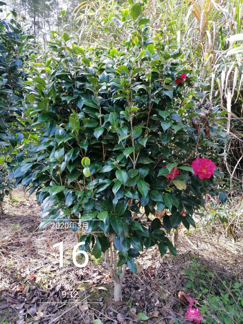 茶花球，茶花树，大茶花，山茶花，规格冠幅80c～150