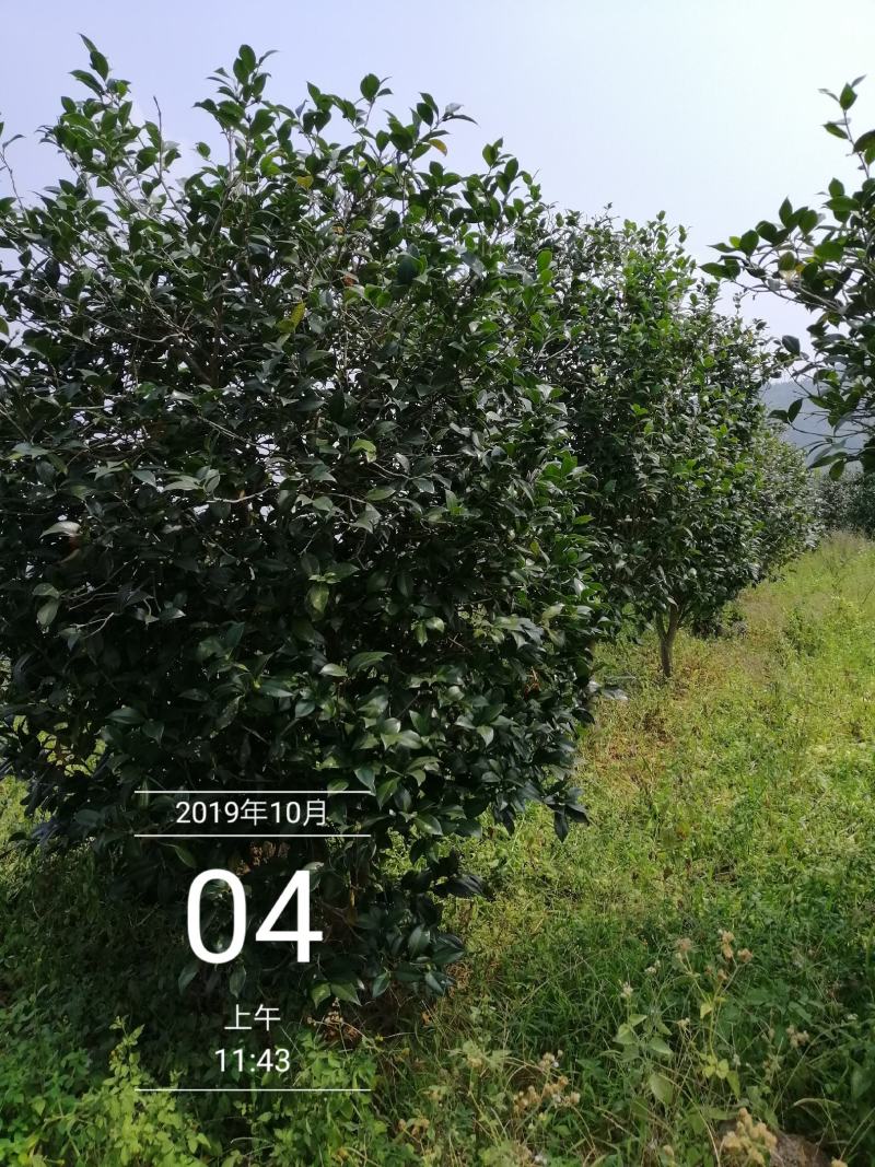 茶花球，茶花树，大茶花，山茶花，规格冠幅80c～150