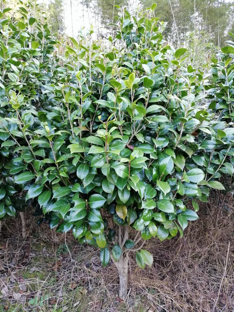 茶花球，茶花树，大茶花，山茶花，规格冠幅80c～150