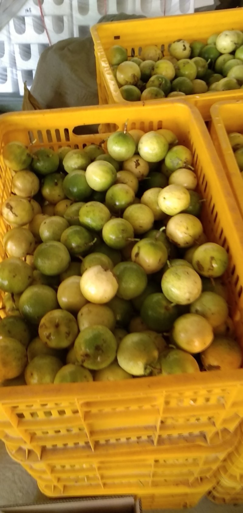 黄金百香果，钦蜜9号，产地代办代发，