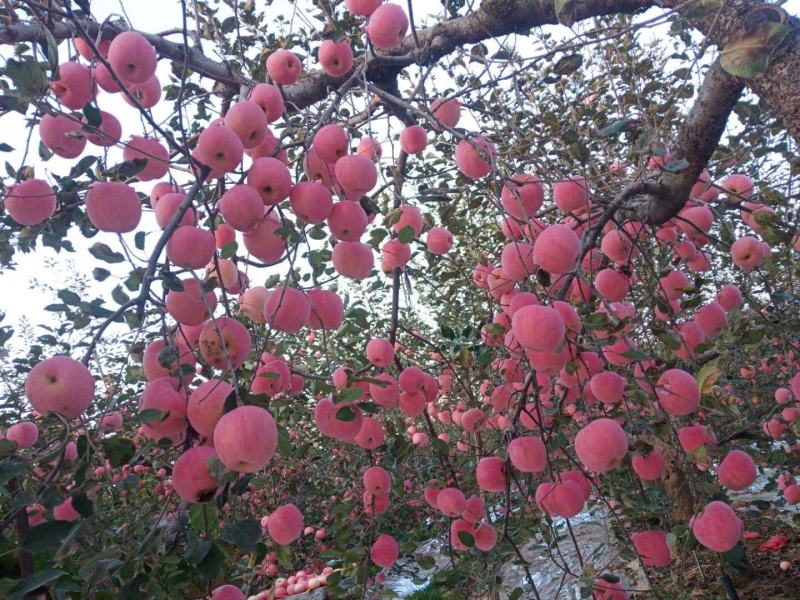 山东烟台红富士苹果各个等级精品，保质保量，量大优惠