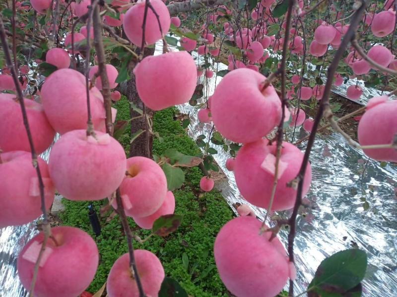 山东烟台红富士苹果各个等级精品，保质保量，量大优惠