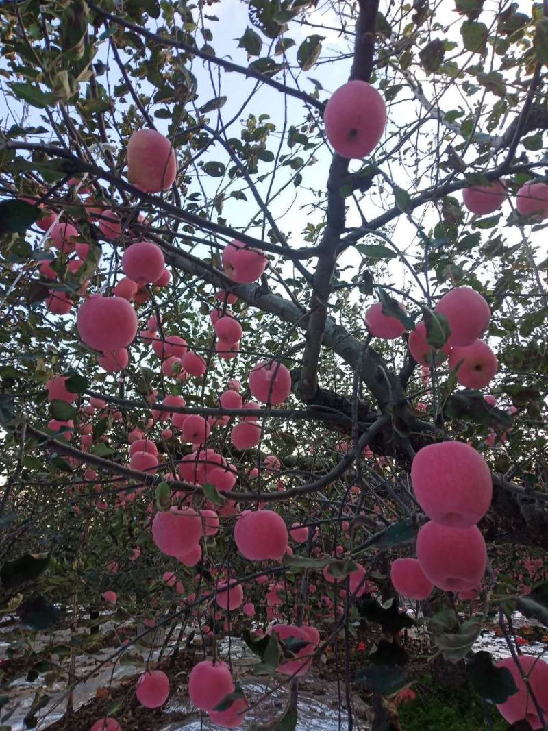 山东烟台红富士苹果各个等级精品，保质保量，量大优惠