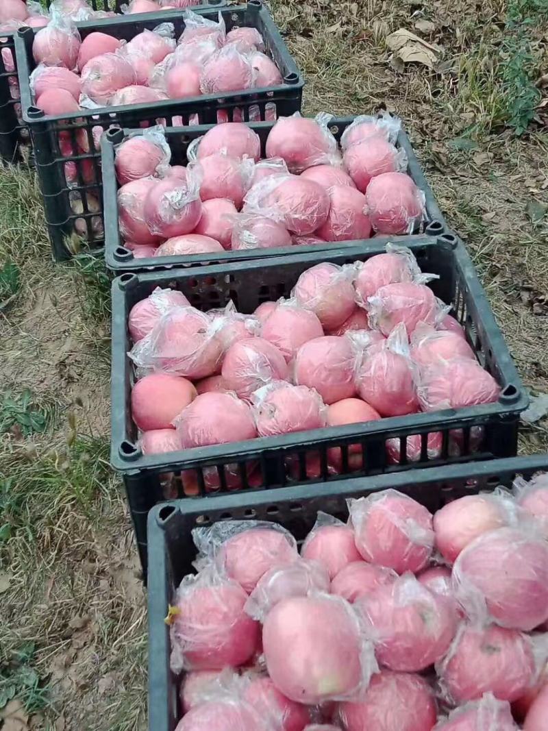 【包邮】山西运城冰糖心红富士苹果新鲜脆甜10斤大果产地直发