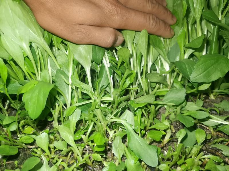 上市马兰头价格优惠有需要的请联系！