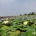 合作社出售多品种睡莲苗、荷花盆景