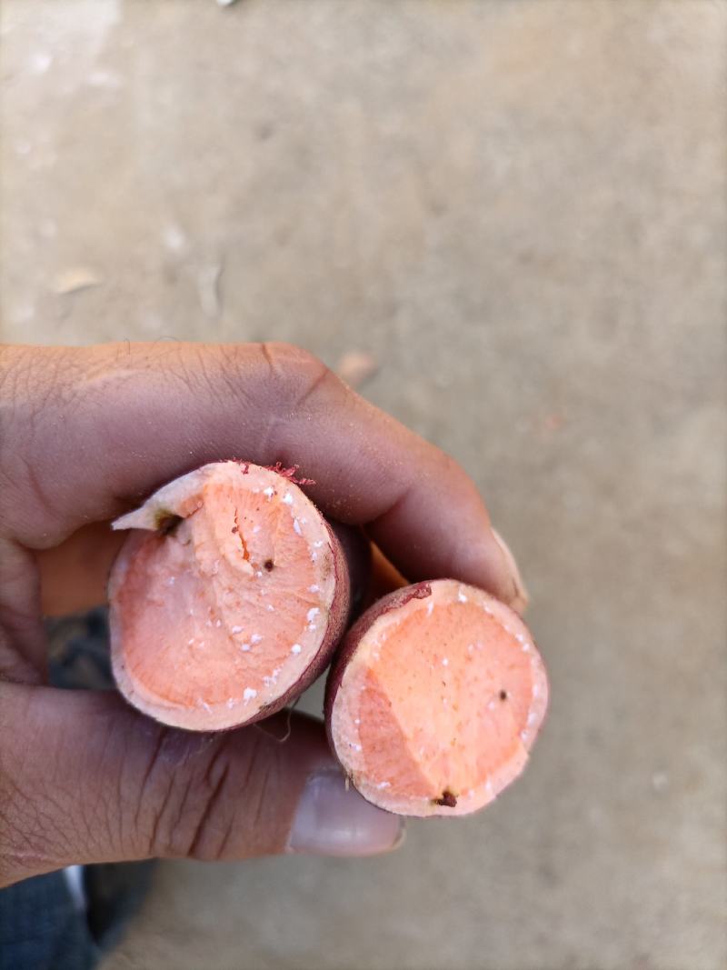 安徽红薯黑土地西瓜红电商货通货大量有货