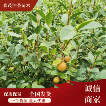 高产油茶苗嫁接薄皮存活高容黄土现挖现发