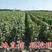 赤霞珠葡萄苗、适合南北方种植、基地直销保湿发货。