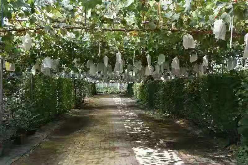 赤霞珠葡萄苗、适合南北方种植、基地直销保湿发货。
