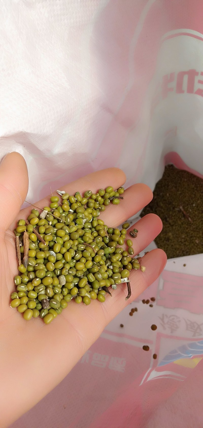 2023新绿豆农家绿豆沙多易烂笨绿豆5斤起批杂粮一件代发