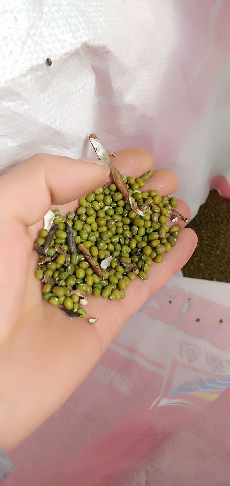 2023新绿豆农家绿豆沙多易烂笨绿豆5斤起批杂粮一件代发