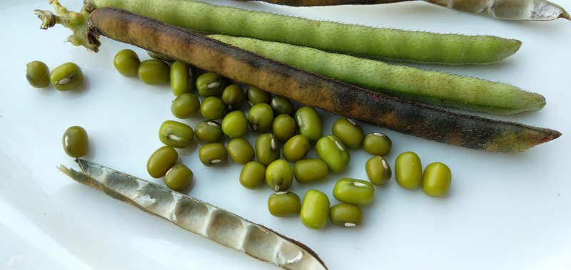2023新绿豆农家绿豆沙多易烂笨绿豆5斤起批杂粮一件代发