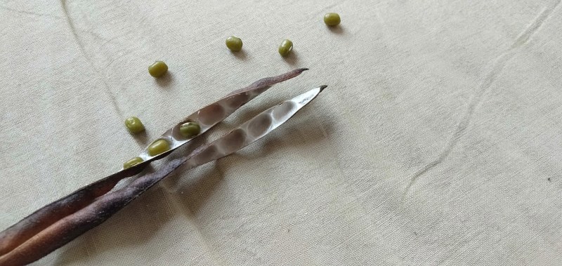 2023新绿豆农家绿豆沙多易烂笨绿豆5斤起批杂粮一件代发