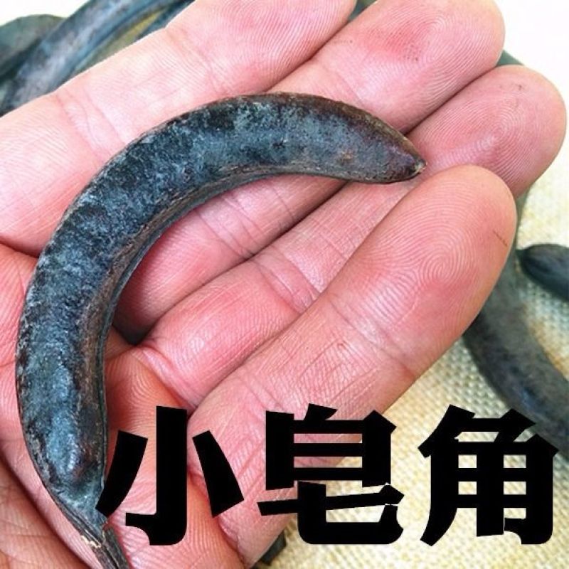 野生猪牙皂角小皂角牙皂猪牙皂乌犀中药材皂角