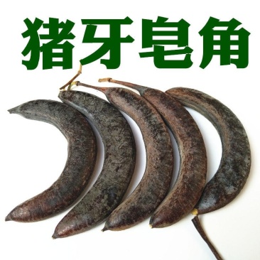 野生猪牙皂角小皂角牙皂猪牙皂乌犀中药材皂角