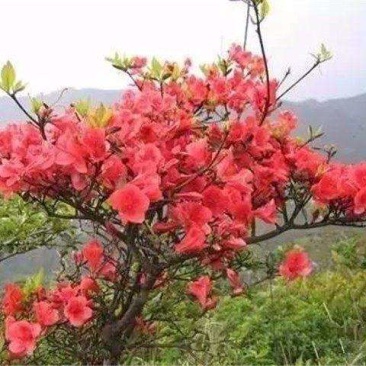 四川巴山，下山映山红国旗老桩。适应各地庭院緑植盆景栽培。