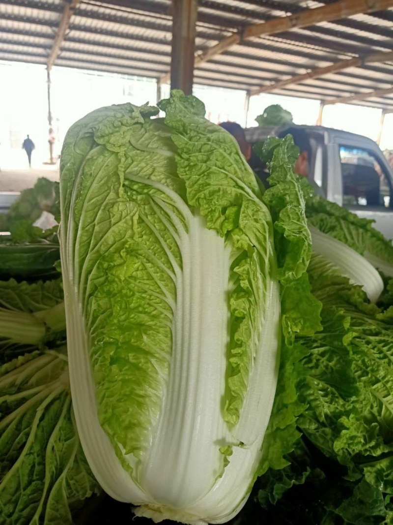 山东北京3号大白菜商超加工厂泡菜酸菜厂需要可以联系