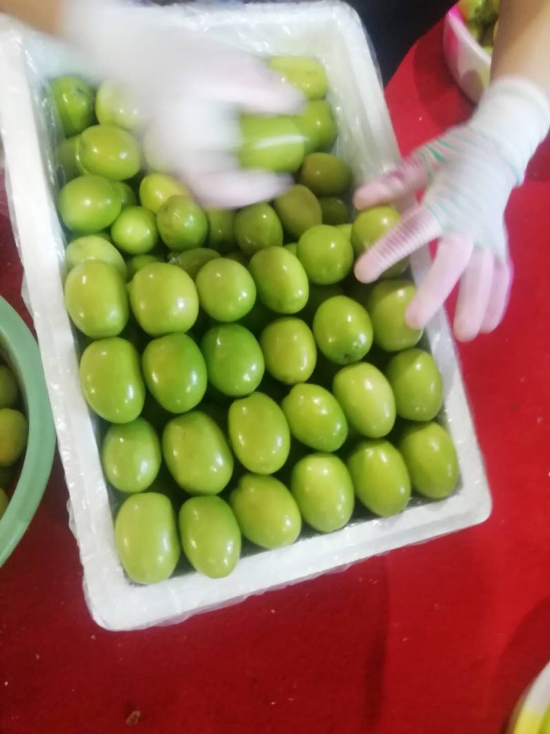 优质云南青枣，独特的金沙江干热河谷气候环境。一件代发。