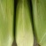 玉米水果玉米，花糯，小花，大花，新甜六号