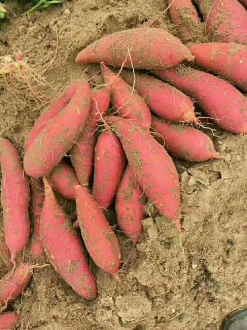 500亩西瓜红开挖出售，品质好价格优，精品果每斤0.9元