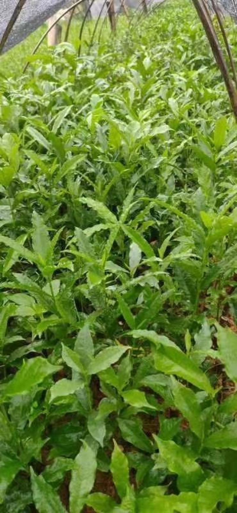 白花牛奶根苗：已上市需要的联系…：：：：：：