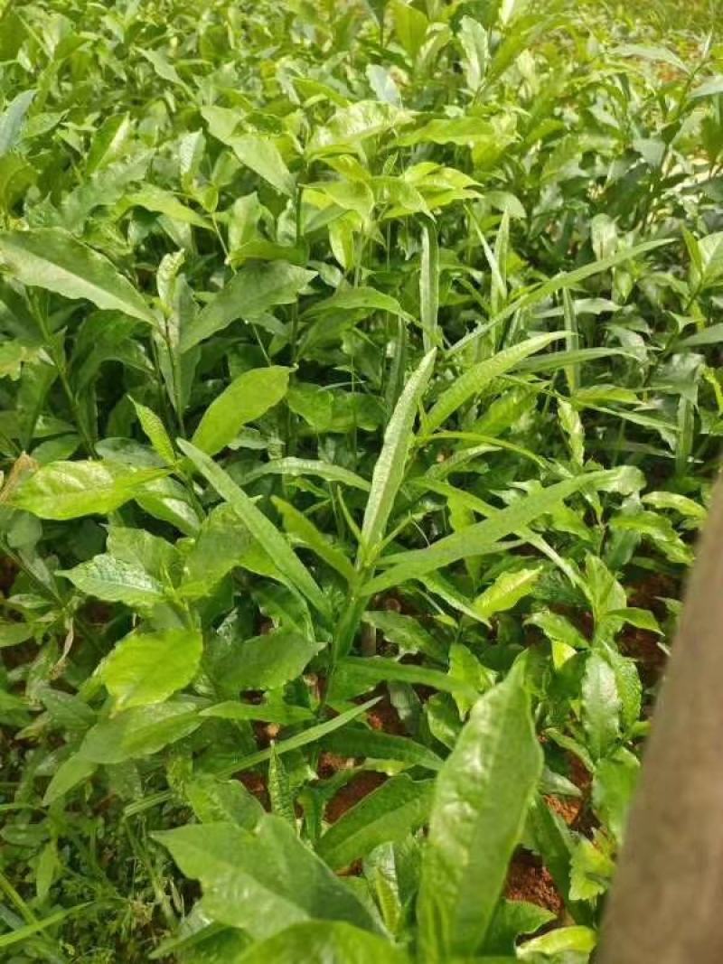白花牛奶根苗：已上市需要的联系…：：：：：：