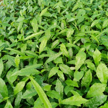 白花牛奶根苗：已上市需要的联系…：：：：：：