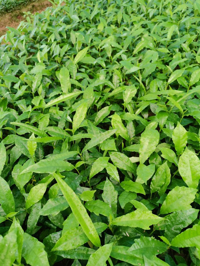 白花牛奶根苗：已上市需要的联系…：：：：：：