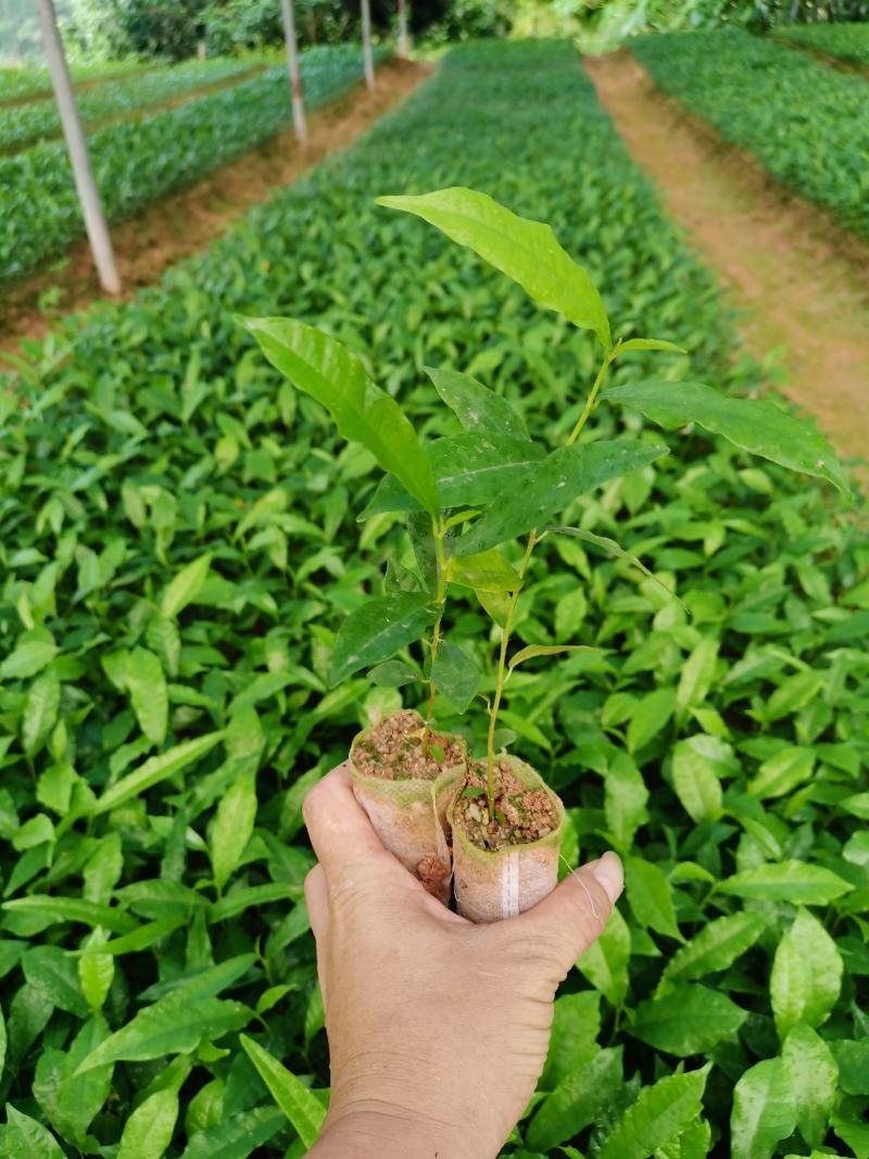 白花牛奶根苗：已上市需要的联系…：：：：：：