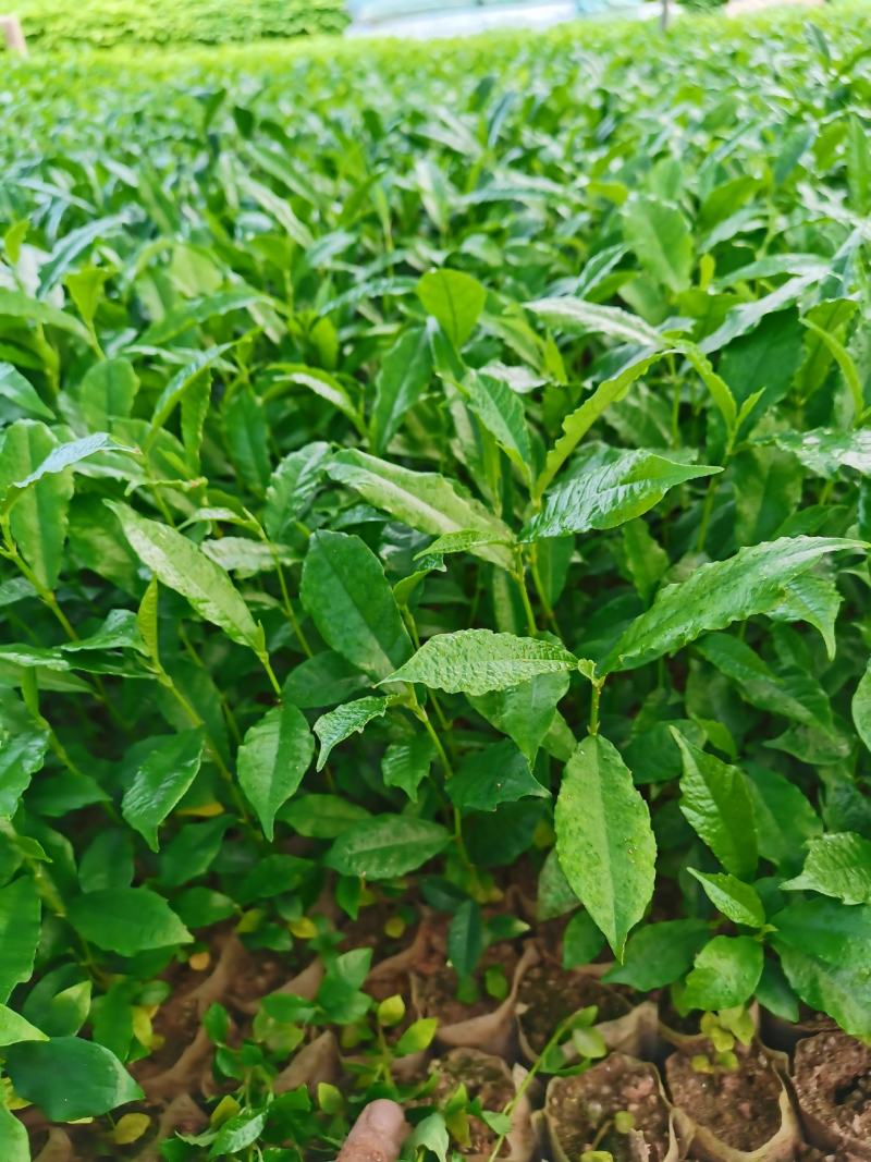 白花牛奶根苗：已上市需要的联系…：：：：：：