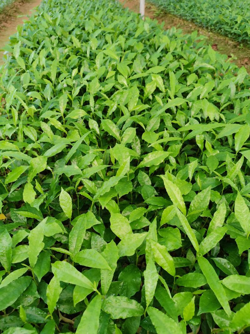 白花牛奶根苗：已上市需要的联系…：：：：：：