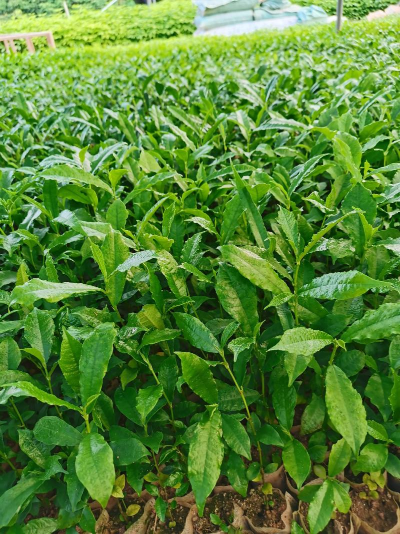 白花牛奶根苗：已上市需要的联系…：：：：：：