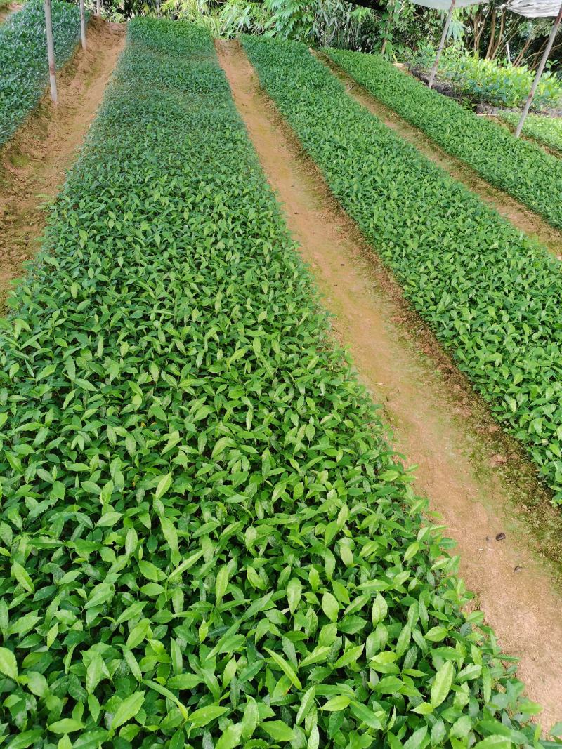 白花牛奶根苗：已上市需要的联系…：：：：：：